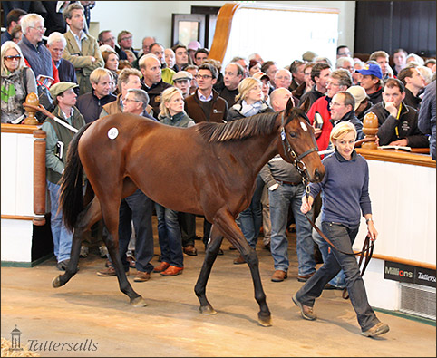 6,2 millió eurós rekordáron kelt el egy versenyben még sohasem futott csikó 3 2013 10 14 02