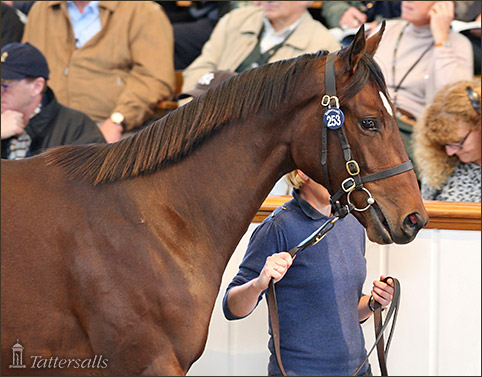 6,2 millió eurós rekordáron kelt el egy versenyben még sohasem futott csikó 5 2013 10 14 04