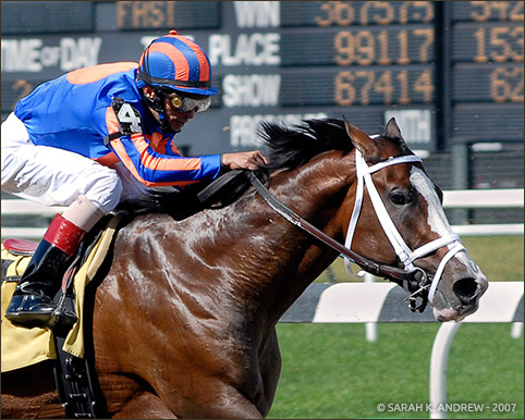 6,2 millió eurós rekordáron kelt el egy versenyben még sohasem futott csikó 6 2013 10 14 05